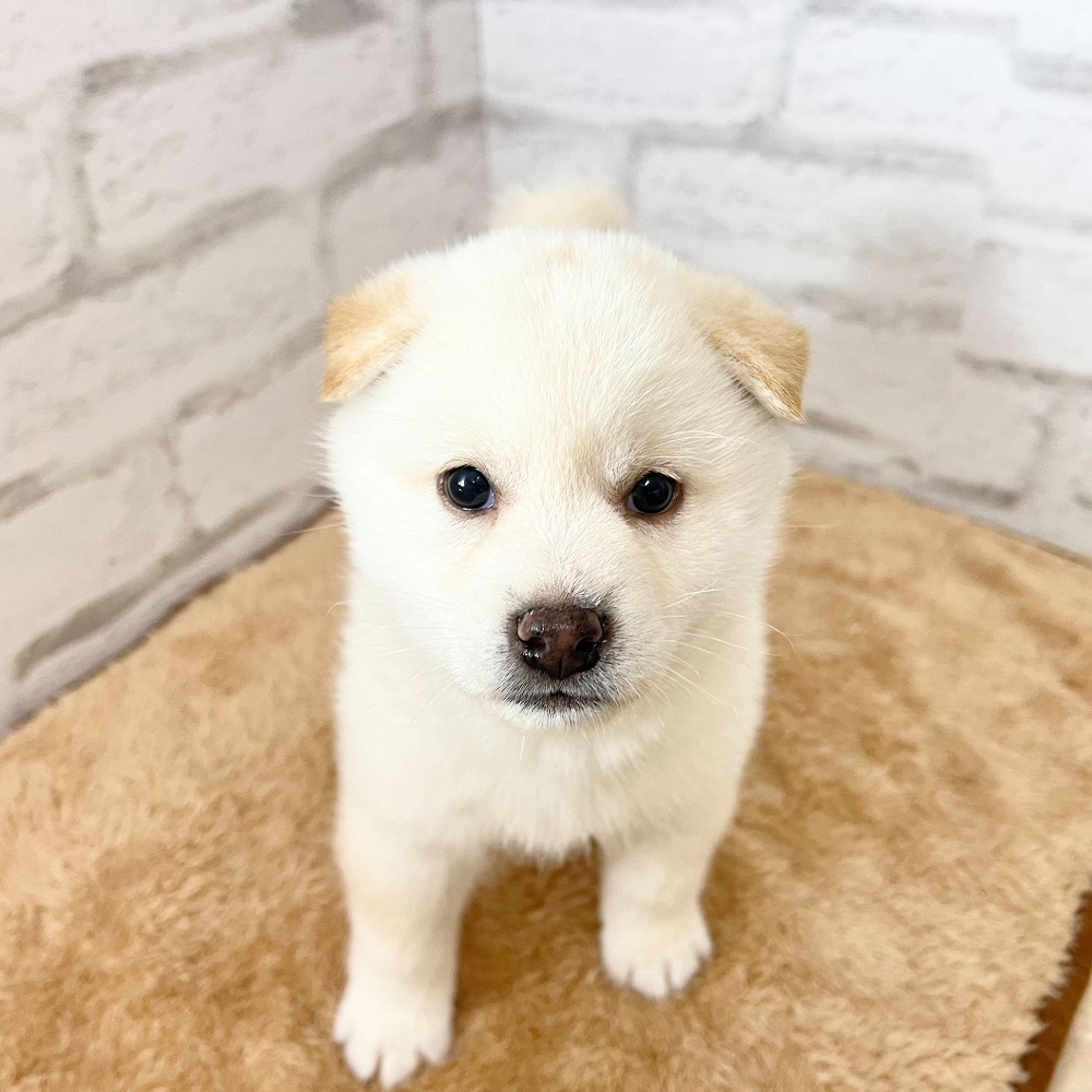 ご飯大好きガッシリ体型の柴犬ちゃん♥＊ペットショップ犬の家